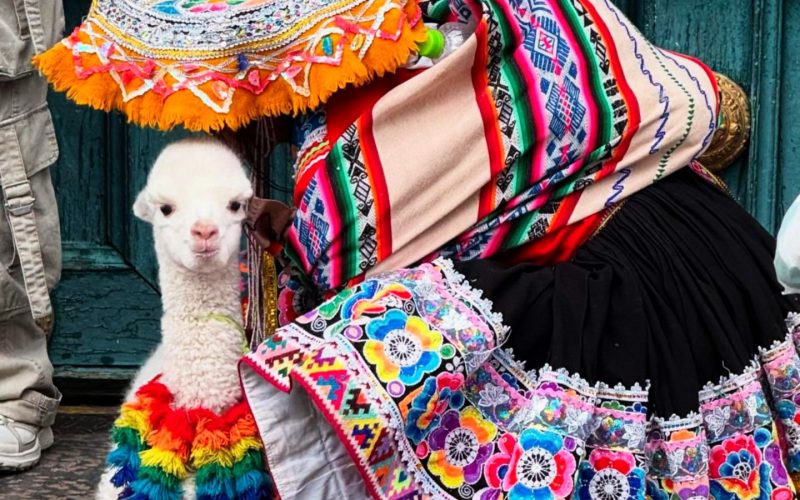 Lhama em Cusco
